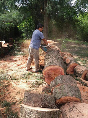 Podas El Chimi - Poda en Altura 