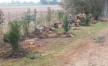 Podas El Chimi - Poda en Altura 