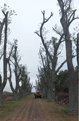 Podas El Chimi - Poda en Altura