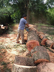 Podas El Chimi - Poda en Altura 