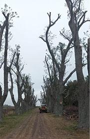 Podas El Chimi - Poda en Altura