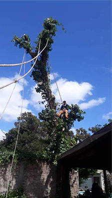 Podas El Chimi - Poda en Altura 