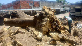 Podas El Chimi - Poda en Altura 