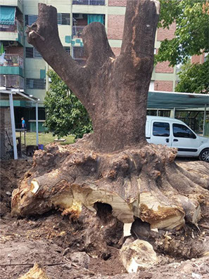 Podas El Chimi - Poda en Altura 